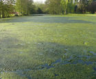 Algae control