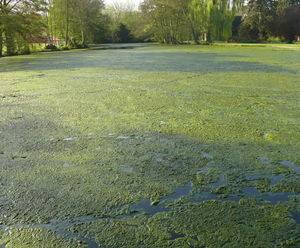 Algae control
