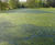 Algae control 0