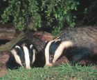 Ecological consultancy and contracting