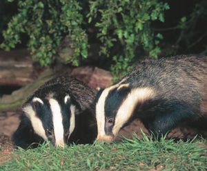 Ecological consultancy and contracting