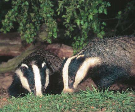 Ecological consultancy and contracting