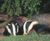 Ecological consultancy and contracting 0