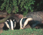 Ecological consultancy and contracting