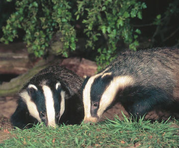 Ecological consultancy and contracting