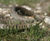Ecological consultancy and contracting 2