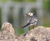 Ecological consultancy and contracting 4