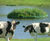 Floating reedbeds 9