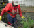 Floating reedbeds 4