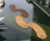 Floating reedbeds 5