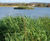 Floating reedbeds 8