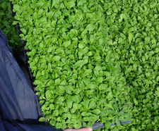 Biodiverse green roofs