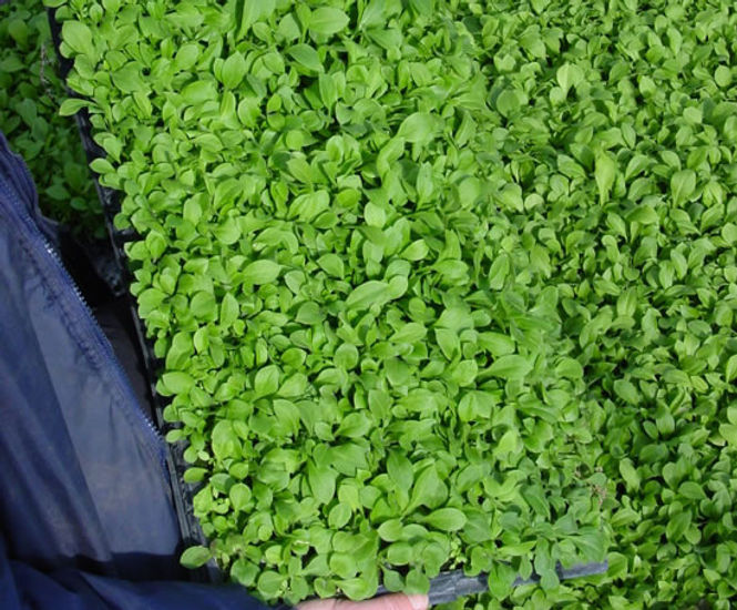 Biodiverse green roofs