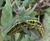 Biodiverse green roofs 10