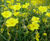 Biodiverse green roofs 1