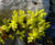 Biodiverse green roofs 2