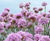 Biodiverse green roofs 3