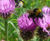 Biodiverse green roofs 4