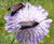 Biodiverse green roofs 5