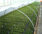 In-house propagation of container-grown plants