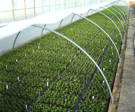 In-house propagation of container-grown plants