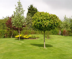 PM 20 Fineturf high-quality seed mix for tees, fairways and lawns
