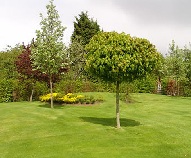 PM 20 Fineturf high-quality seed mix for tees, fairways and lawns
