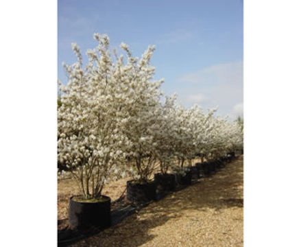 Multistem trees