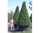 Topiary
