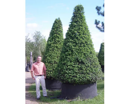 Topiary