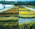 High-quality container-grown shrubs 3