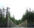 Field-grown wholesale trees 2