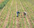 Field-grown wholesale trees 3