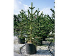 Container grown trees