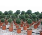 Formal topiary