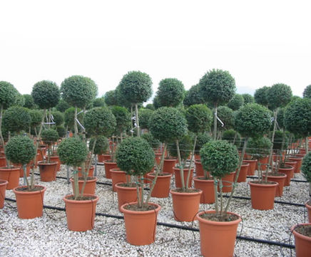 Formal topiary