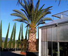 Hardy palms