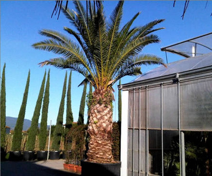 Hardy palms