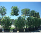 Pleached trees