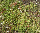Green roofs