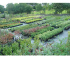 Shrubs