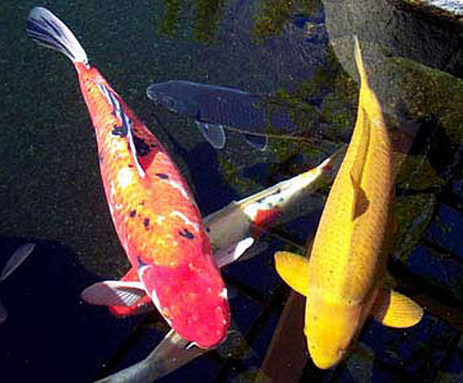 Aquatic consultancy