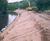 River embankment adjacent to the A484 Gresford, Wales 1