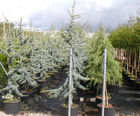 Container-grown trees
