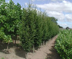 Field-grown trees