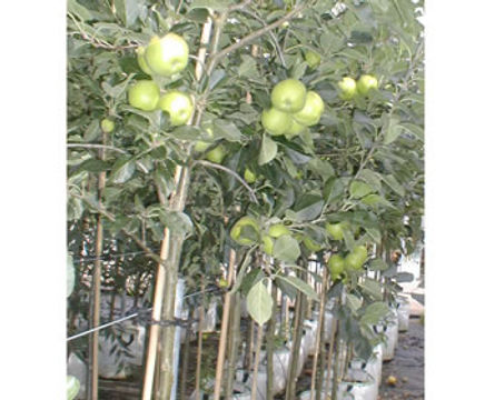 Fruit trees