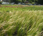 Grasses
