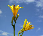 Herbaceous plants