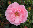 Roses in a range of colours and varieties