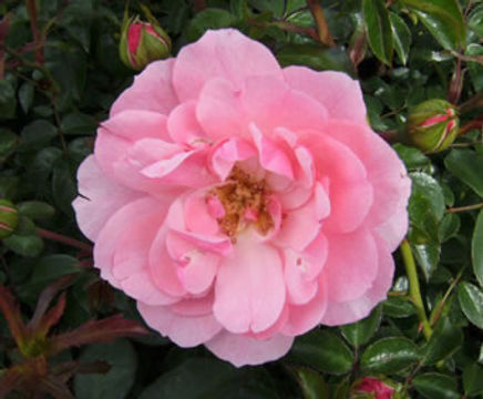Roses in a range of colours and varieties